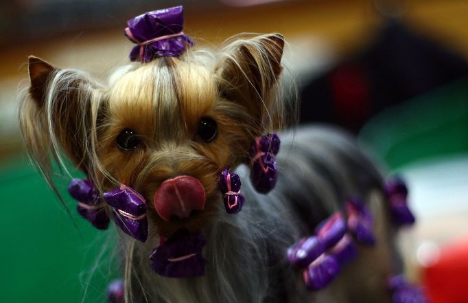 Crufts Dog Show (Birmingham)