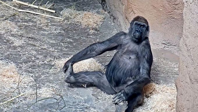 Gorilí samice Bikira na archivních záběrech ze srpna 2019, kdy jí bylo 24 let.