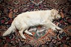 Tragedy (pes má hrát mrtvého na perském koberci), Nina Bier, Laura Bartlett Gallery, Londýn