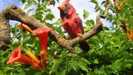 Kardinál červený (Cardinalis cardinalis) kolorovaná plastika z papíru, délka 14 cm, větev 94 cm, 1992