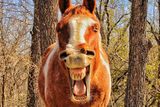 Mary Ellisová (USA): Přeji dobré ráno! Vítězka ročníku 2021 v kategorii Koně.