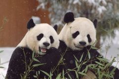 O zapůjčení pandy musí požádat prezident, brání se ředitel zoo Bobek Zemanovu nařčení