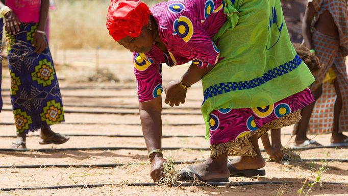 Sázení stromů v rámci africké iniciativy Velká zelená zeď má zastavit rozšiřování pouště Sahara.