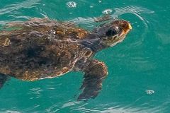 Nečekaný nález u britského pobřeží. Hurikán přinesl návštěvníka až z Karibiku