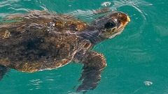 kareta británie hurikán