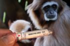 WHO vyzvala evropské státy k naléhavému postupu proti opičím neštovicím