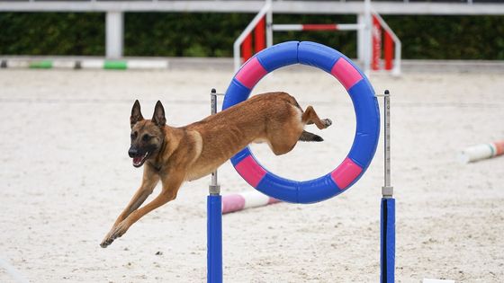 Foto: Praha zažila Agility párty. Ve Velké Chuchli závodili psi z celého světa