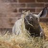 Nové mládě nosoroužce dvourohého v Zoo Dvůr Králové