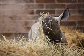 Foto: V ZOO Dvůr Králové se narodila dvě mláďata nosorožce