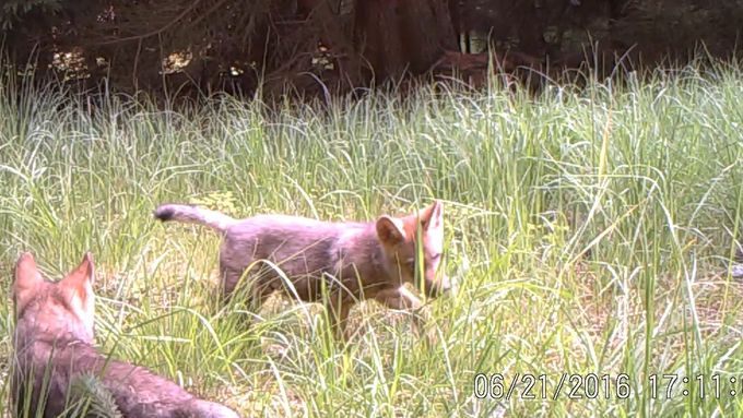 Fotopasti v Chráněné krajinné oblasti Kokořínsko zachytily nejméně čtyři mláďata vlka. Jde o první snímky letošních mláďat.