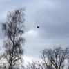 Vypouštění netopýrů ve Stromovce