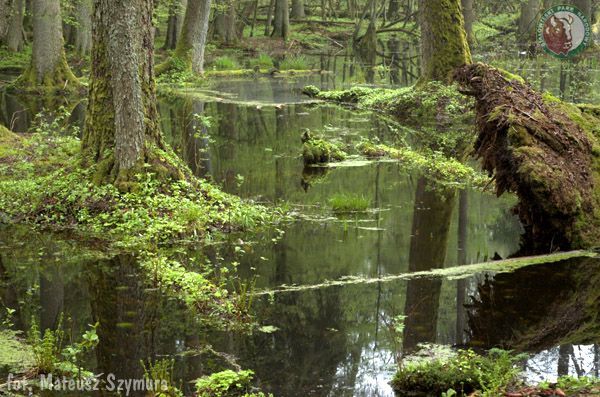 Bialowiežský prales