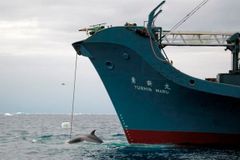 Norsko a Island prodávají velrybí maso do Japonska