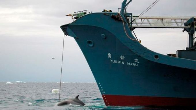Názor na lov velryb rozděluje svět