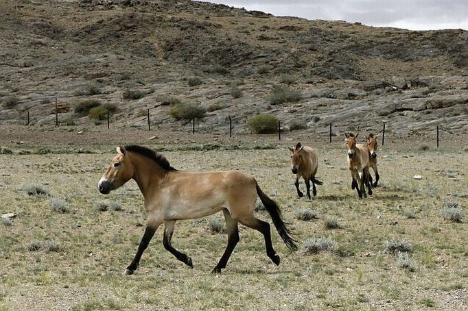 Koně Převalského z pražské zoo ve svém novém domově v Mongolsku, zemi svých předků