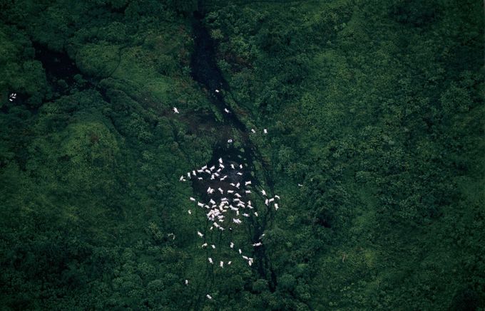 Letecký pohled na mrtvý dobytek v Kamerunu, srpen 1986. Jedná se o oběti limnické erupce jezera Nyos, která usmrtila i téměř 1 800 lidí.