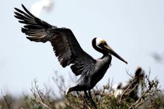 Pražská zoo pošle britské královně mladé pelikány