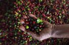 Káva je nejdražší od roku 1977, plantáže přesto mizí