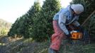 Julio Hernandez cuts down a Christmas tree at the Omni Farm in West Jefferson, North Carolina, November 17, 2012. Crews at the farm will harvest nearly 20,000 Christmas trees this season. North Carolina has 1,500 Christmas tree growers with nearly 50 million Fraser Fir Christmas trees on over 35,000 acres. Picture taken November 17, 2012. REUTERS/Chris Keane (UNITED STATES - Tags: BUSINESS EMPLOYMENT ENVIRONMENT AGRICULTURE SOCIETY) Published: Lis. 19, 2012, 4:17 odp.