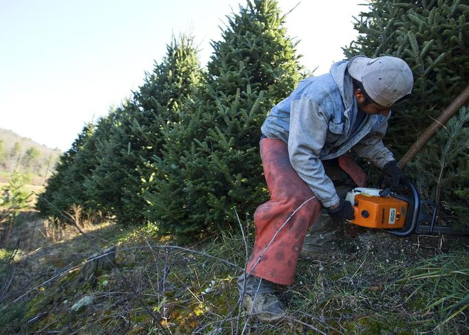 Julio Hernandez cuts down a Christmas tree at the Omni Farm in West Jefferson, North Carolina, November 17, 2012. Crews at the farm will harvest nearly 20,000 Christmas trees this season. North Carolina has 1,500 Christmas tree growers with nearly 50 million Fraser Fir Christmas trees on over 35,000 acres. Picture taken November 17, 2012. REUTERS/Chris Keane (UNITED STATES - Tags: BUSINESS EMPLOYMENT ENVIRONMENT AGRICULTURE SOCIETY) Published: Lis. 19, 2012, 4:17 odp.