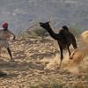 A camel herder attempts to control one of his camels at Pushkar Fair in the desert Indian state of Rajasthan November 23, 2012. Many international and domestic tourists throng to Pushkar to witness one of the most colourful and popular fairs in India. Thousands of animals, mainly camels, are brought to the fair to be sold and traded. REUTERS/Danish Siddiqui (INDIA - Tags: SOCIETY ANIMALS ENVIRONMENT) Published: Lis. 23, 2012, 8:08 dop.