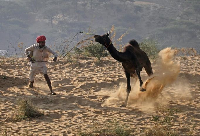 A camel herder attempts to control one of his camels at Pushkar Fair in the desert Indian state of Rajasthan November 23, 2012. Many international and domestic tourists throng to Pushkar to witness one of the most colourful and popular fairs in India. Thousands of animals, mainly camels, are brought to the fair to be sold and traded. REUTERS/Danish Siddiqui (INDIA - Tags: SOCIETY ANIMALS ENVIRONMENT) Published: Lis. 23, 2012, 8:08 dop.