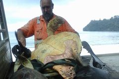 Novozélanďan zachránil vzácné mořské želvy. Koupil je na trhu a pustil zpět do moře