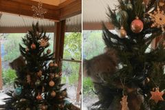 Australská rodina našla doma na vánočním stromku koalu, žvýkal umělohmotné větve