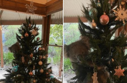 Koala ve stromě