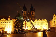 V Nespekách na Benešovsku porazili vánoční strom pro Prahu