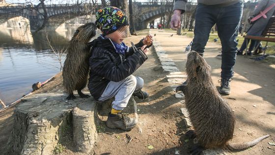 Foto: Nekrmte nutrie, prosí Praha. Chlupáči se ale stali atrakcí Střeleckého ostrova