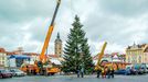 Instalace vánočního stromu na náměstí Přemysla Otakara II. v Českých Budějovicích, 17.11. 2023.