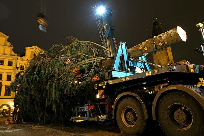 Strom přežil dlouhou cestu - zdá se - bez větších ztrát.