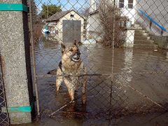 V zahradě zatopeného domu v Litovli pobíhá pes.