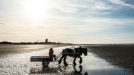 Tradičním lovem krevet s koňmi se kdysi v Belgii živily tisíce rodin, dnes je z toho rituál pro několik desítek rybářů zapsaný na seznam světového kulturního dědictví.