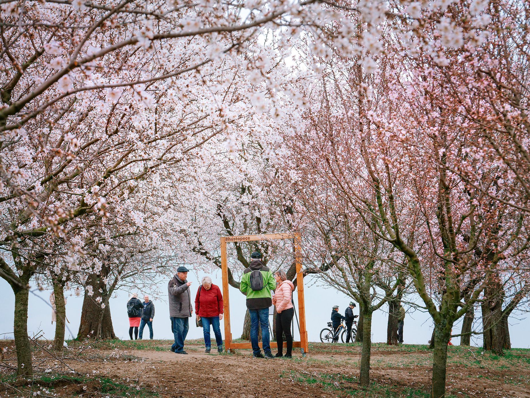 Mandloňové sady v Hustopečích v plném květu, březen 2024