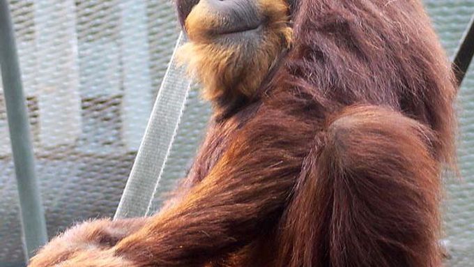 Pražská zoo má nového nájemníka. Z Británie dorazil orangutan
