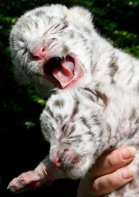 Mláďata tygra bengálského v Olsenu