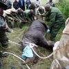 Fotogalerie / Jak se přesouvá nosorožec v Keňi / Reuters / 3
