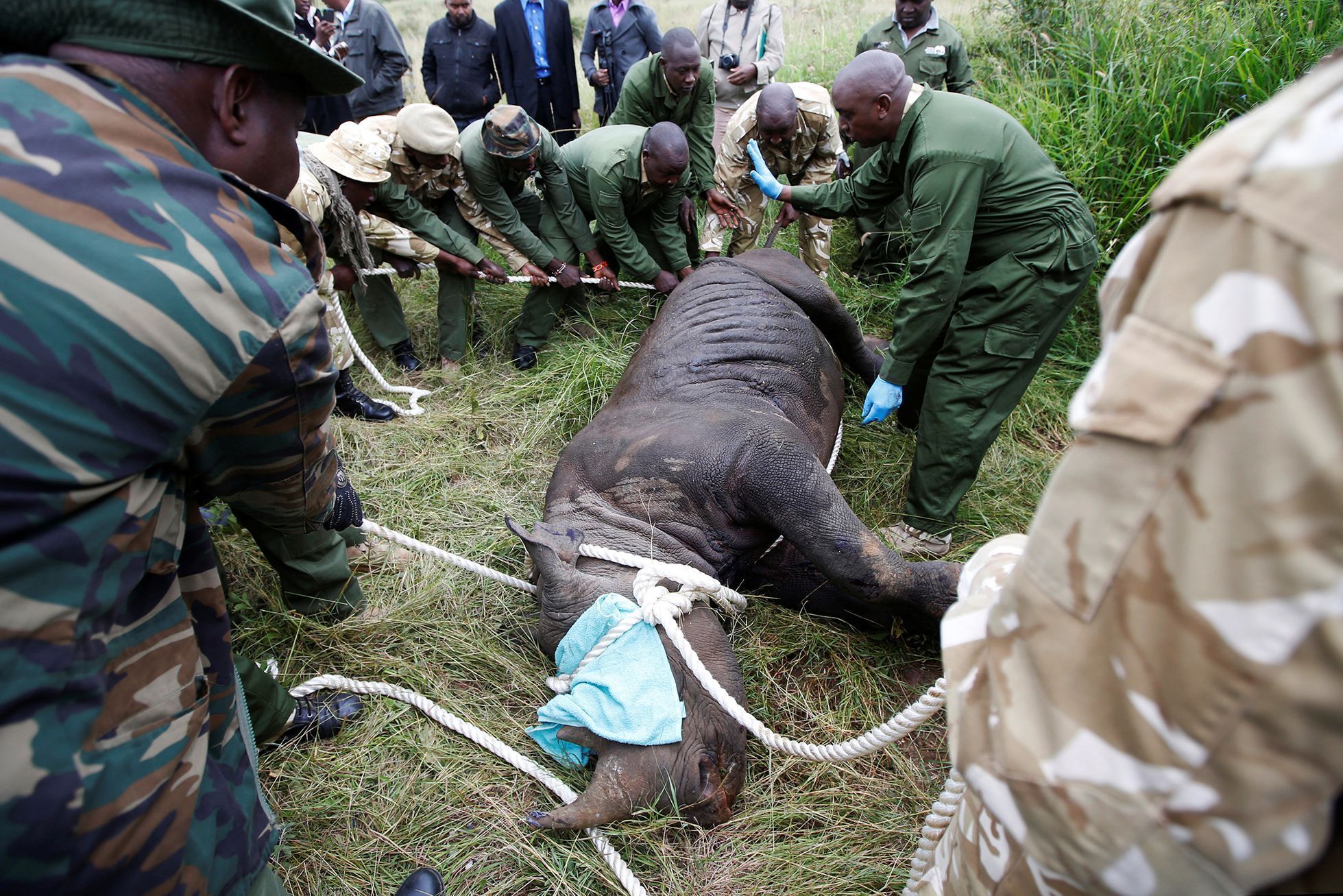 Fotogalerie / Jak se přesouvá nosorožec v Keňi / Reuters / 3