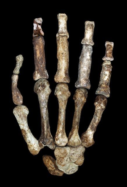 Australopithecus sediba - pravá ruka