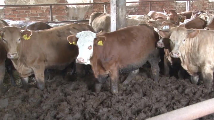 Video: Krávy se brodily ve vlastních výkalech, kontroloři dorazili až po dvou týdnech