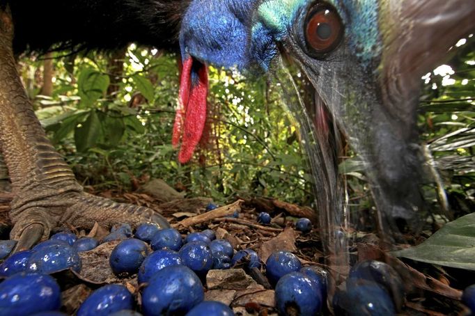 ATTENTION EDITORS - PICTURE 17 OF 18 OF THE WINNERS OF THE 56th WORLD PRESS PHOTO CONTEST 2013 Christian Ziegler of Germany has won the first prize in the Nature Single category of the World Press Photo Contest 2013 with this picture of an endangered Southern Cassowary feeding on the fruit of the Blue Quandang tree in Black Mountain Road, taken on November 16, 2012 and distributed by the World Press Photo Foundation February 15, 2013. The prize-winning entries of the World Press Photo Contest 2013, the world's largest annual press photography contest, were announced today, February 15, 2013. REUTERS/ Christian Ziegler/World Press Photo/Handout (AUSTRALIA - Tags: MEDIA SOCIETY ANIMALS) ATTENTION EDITORS - THIS IMAGE WAS PROVIDED BY A THIRD PARTY. FOR EDITORIAL USE ONLY. NOT FOR SALE FOR MARKETING OR ADVERTISING CAMPAIGNS. THIS PICTURE IS DISTRIBUTED EXACTLY AS RECEIVED BY REUTERS, AS A SERVICE TO CLIENTS. NO SALES. NO ARCHIVES. Published: Úno. 15, 2013, 10:13 dop.