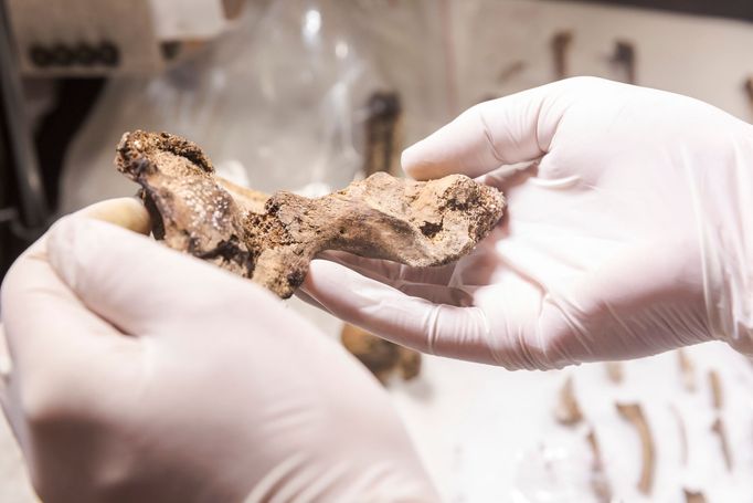 Kost nalezená v relikviáři Jindřicha Libraria.