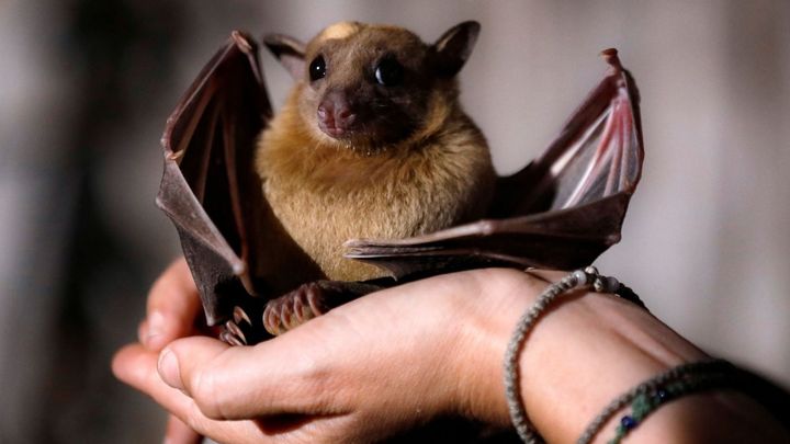 Koronavirus v nás našel naivní hostitele. Na umírající netopýry pozor, říká vědkyně