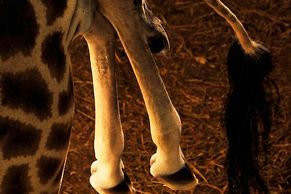 Pod solárními panely v pražské zoo se narodila žirafa