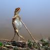 Vítězné fotografie ze soutěže Nikon Comedy Wildlife Awards 2024