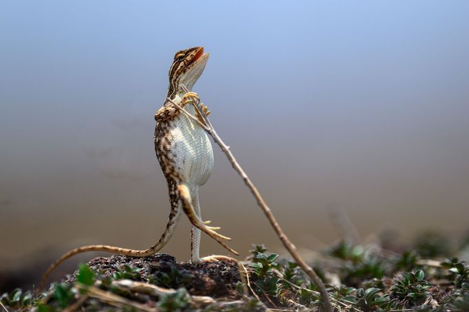 Vítězné fotografie ze soutěže Nikon Comedy Wildlife Awards 2024