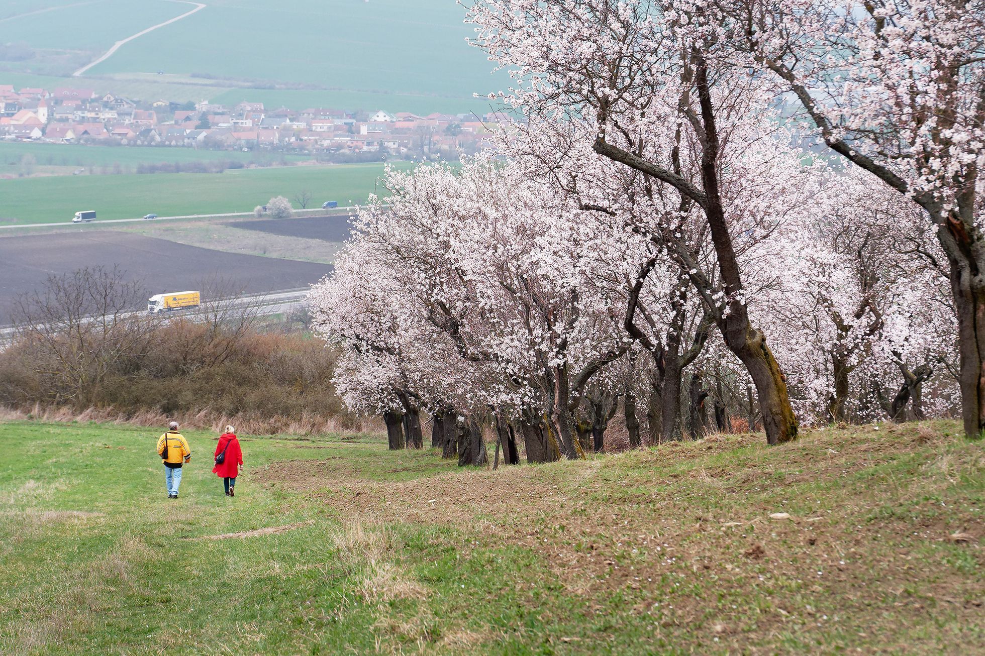 Mandloňové sady v Hustopečích v plném květu, březen 2024