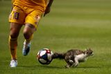 Nech mě taky hrát! Při zápase Ligového poháru v zámoří si při utkání mezi mexickým Tigres a Realem Salt Lake chtěla čutnout i kočka.